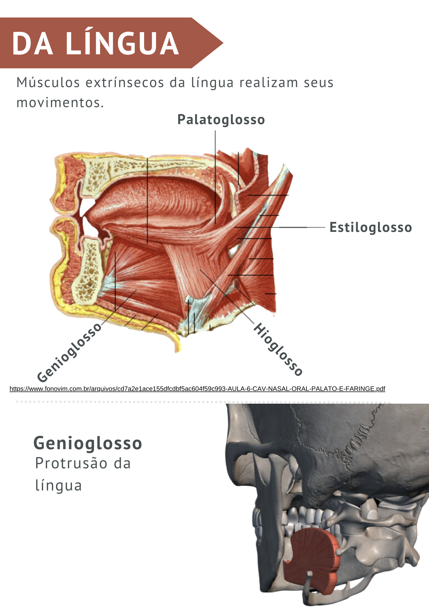 ANATOMIA CABEÇA E PESCOÇO (1)