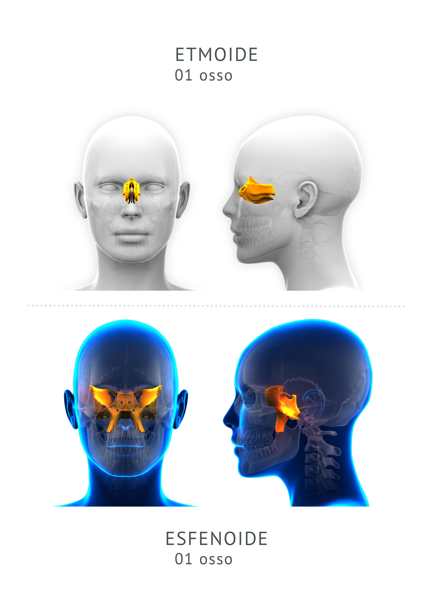 ANATOMIA CABEÇA E PESCOÇO (2)