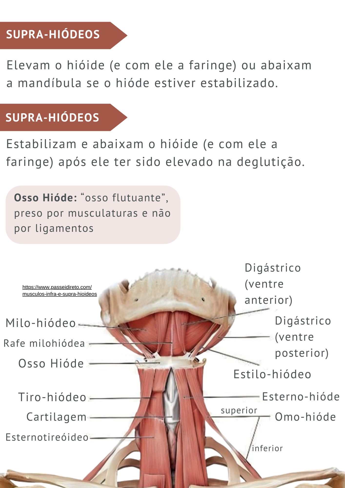 ANATOMIA CABEÇA E PESCOÇO