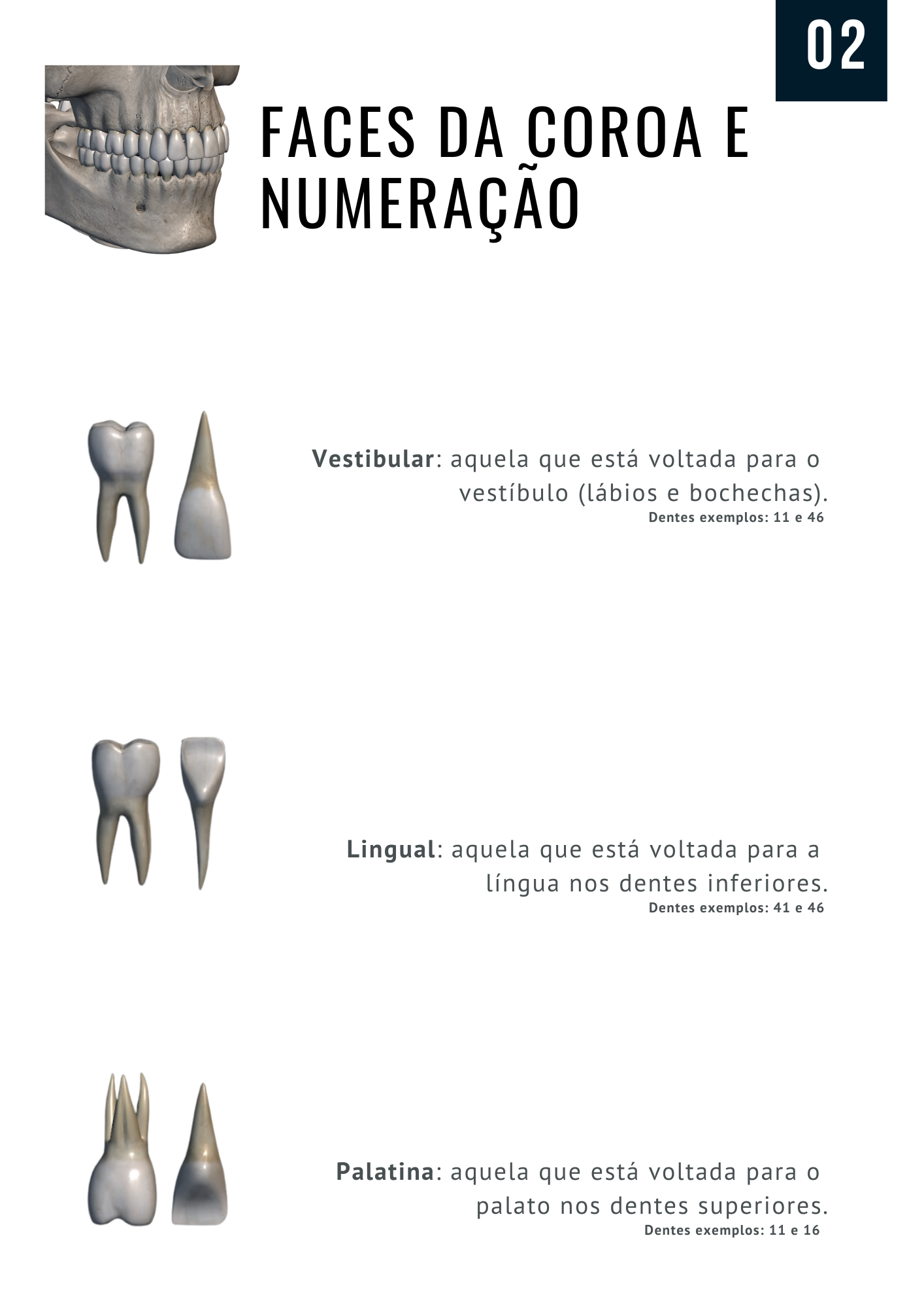 APOSTILA - DENTES (1)