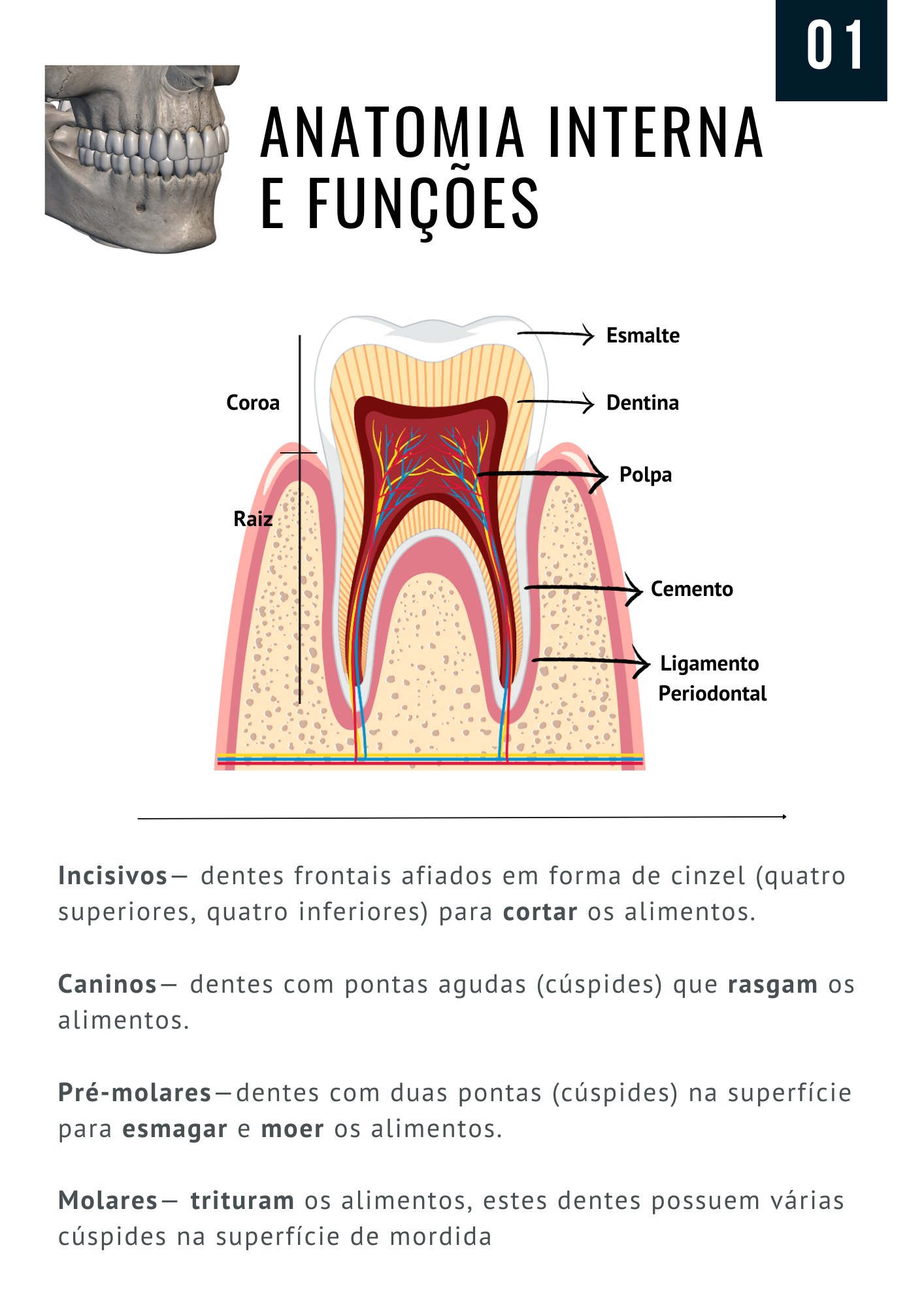 APOSTILA - DENTES