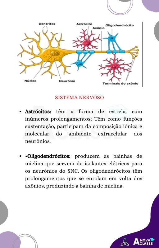 (Novo) NEUROANATOMIA (Rodrigo) (1)