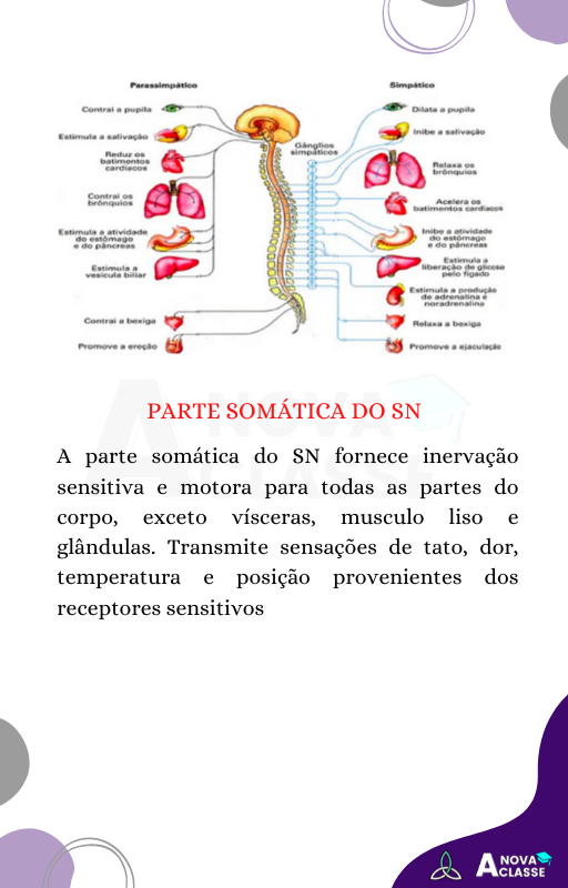 (Novo) NEUROANATOMIA (Rodrigo)