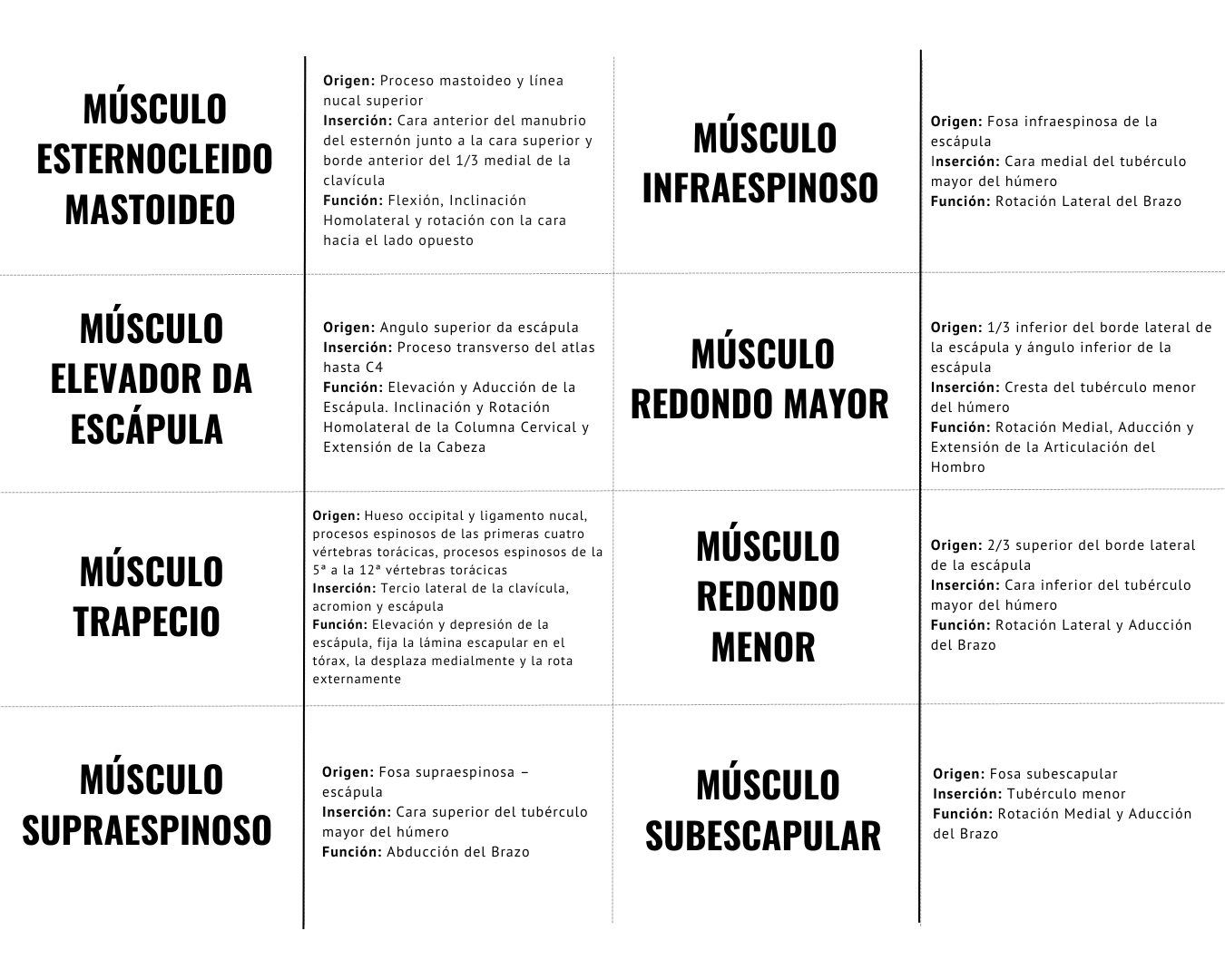 Apostila de músculos (flashcards) - Tradução Perla